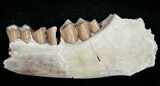 Oligocene Camel (Poebrotherium) Jaw Section #10541-2